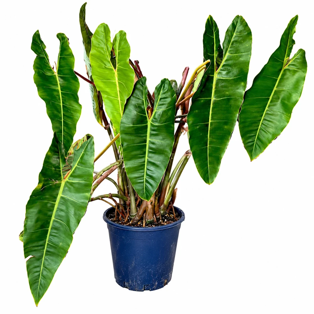 Philodendron billietiae, chico