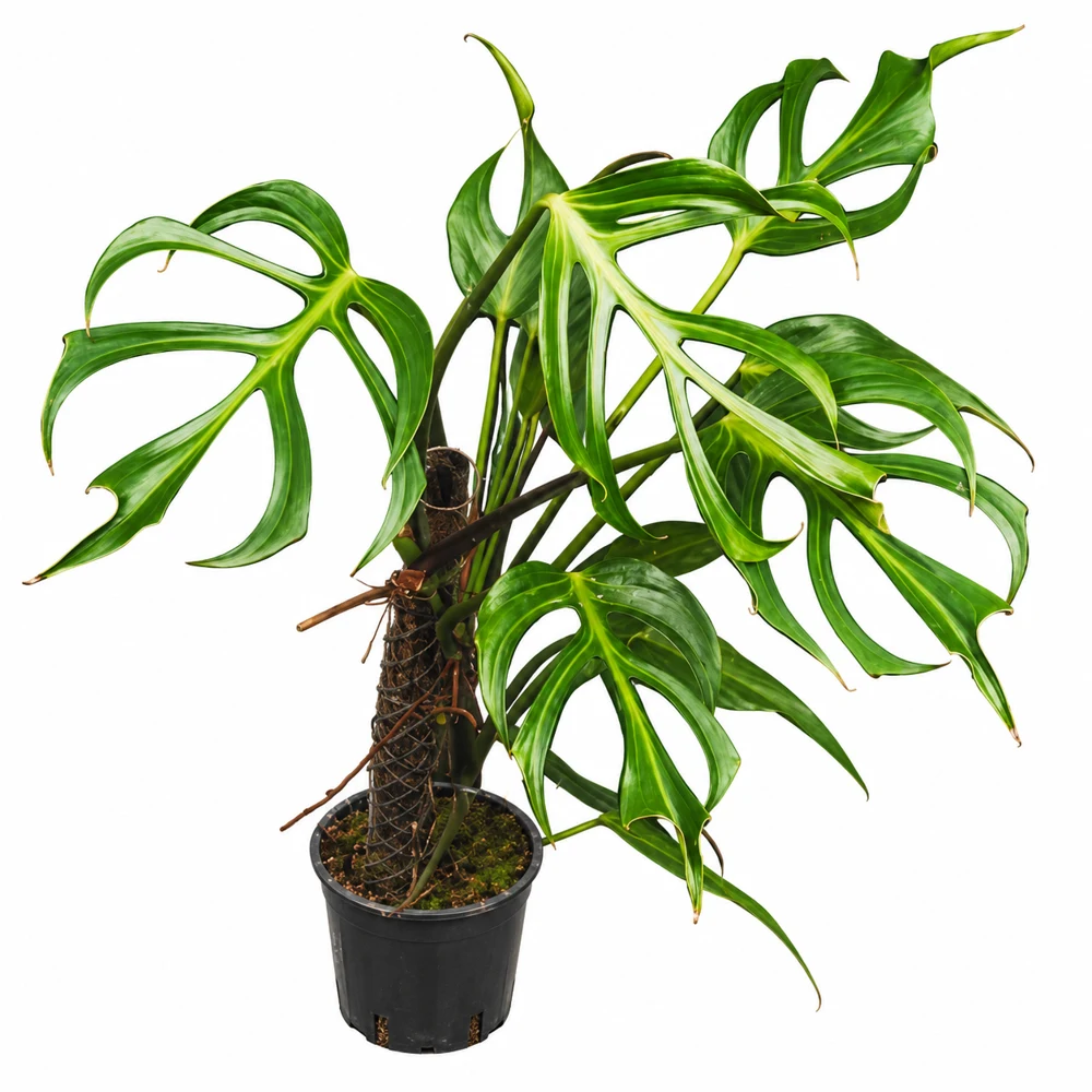 Monstera Burle Marx Flame, grande