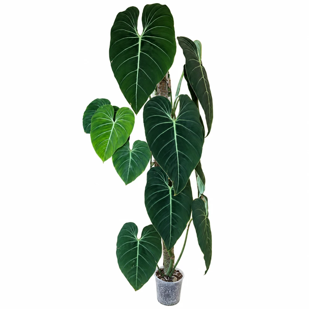 Philodendron Glorious