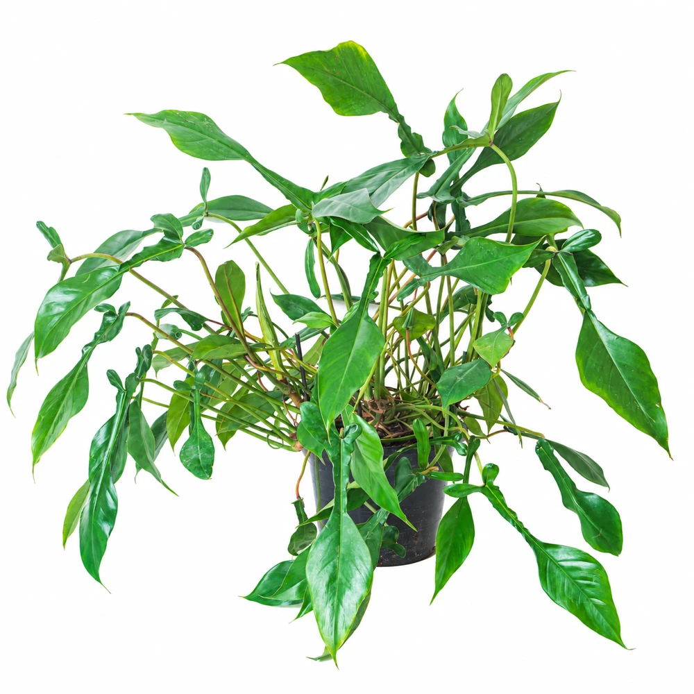 Philodendron joepii