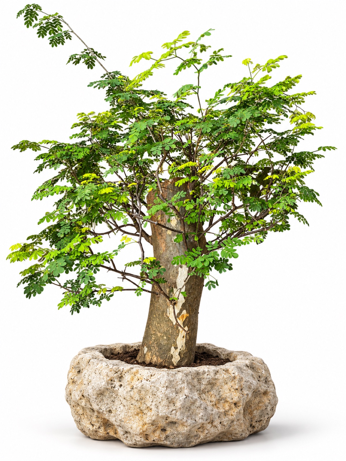Árbol de tronco ancho y hojas pequeñas en una propuesta de maceta tipo roca