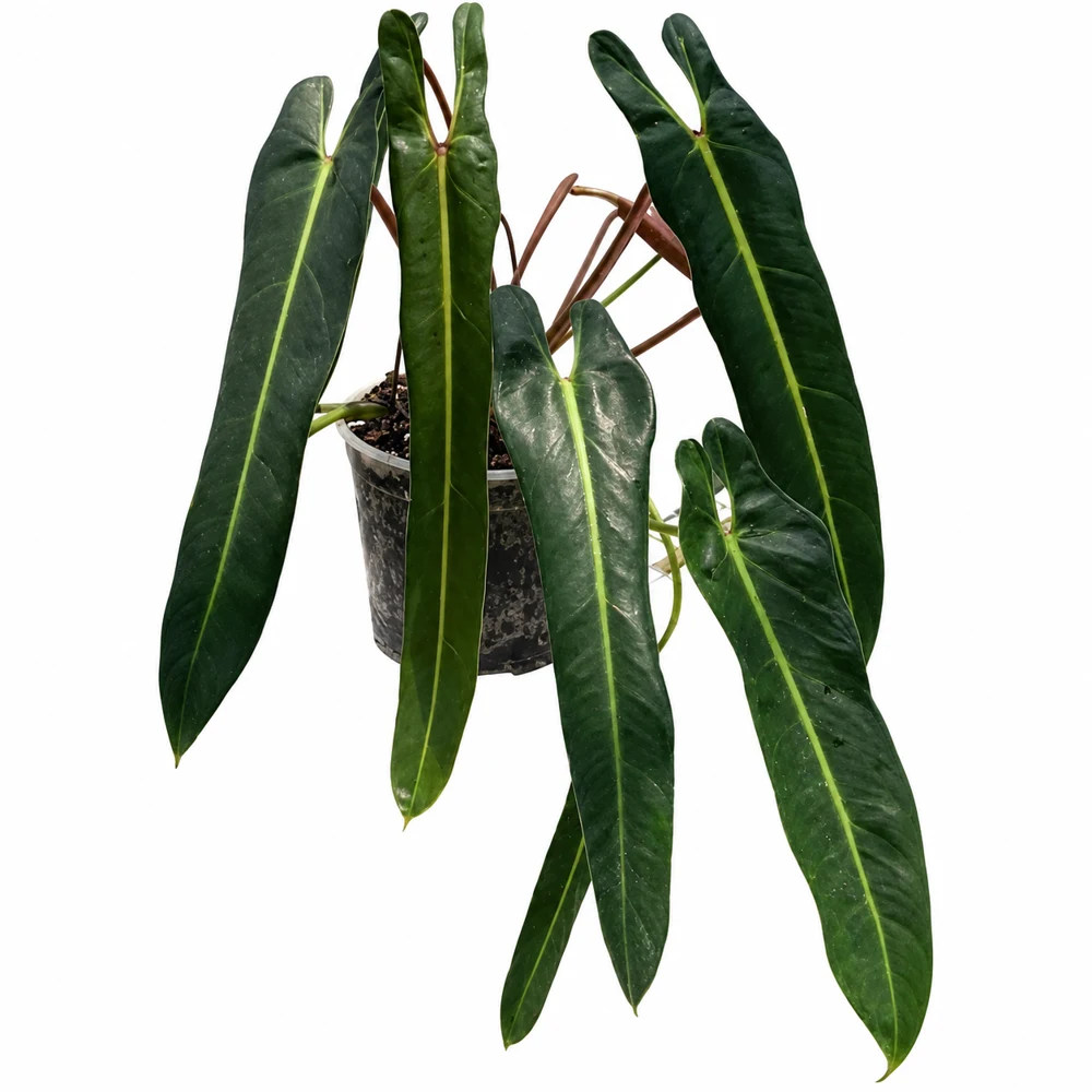 Philodendron spiritus-sancti 5″