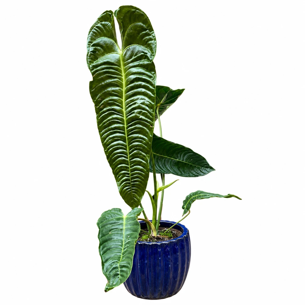 Anthurium veitchii