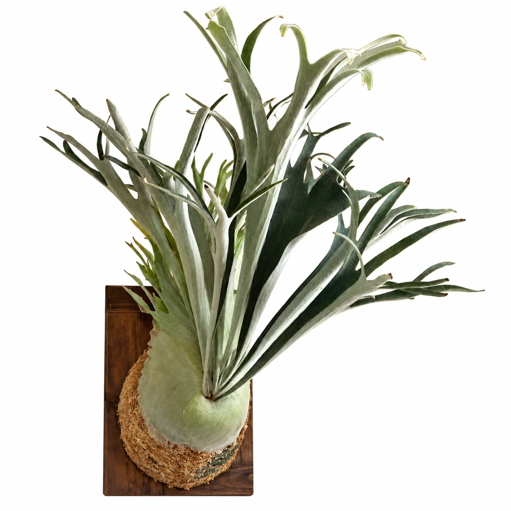 Platycerium veitchii